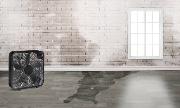 Best Basement water damage restoration  in Lakeview, OH